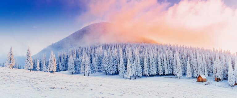 winter landscape trees in frost